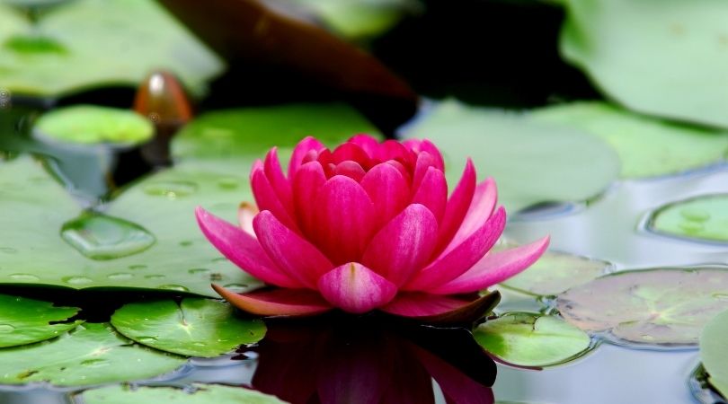 Lotusblume Bedeutung und alle seine Symbole
