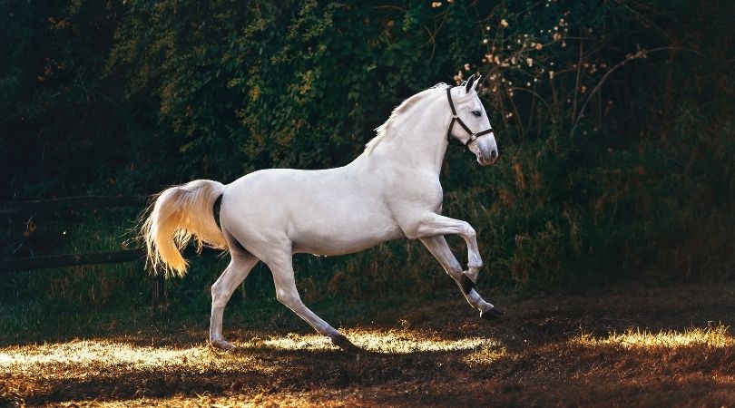 Pferde-Symbolik und Bedeutung