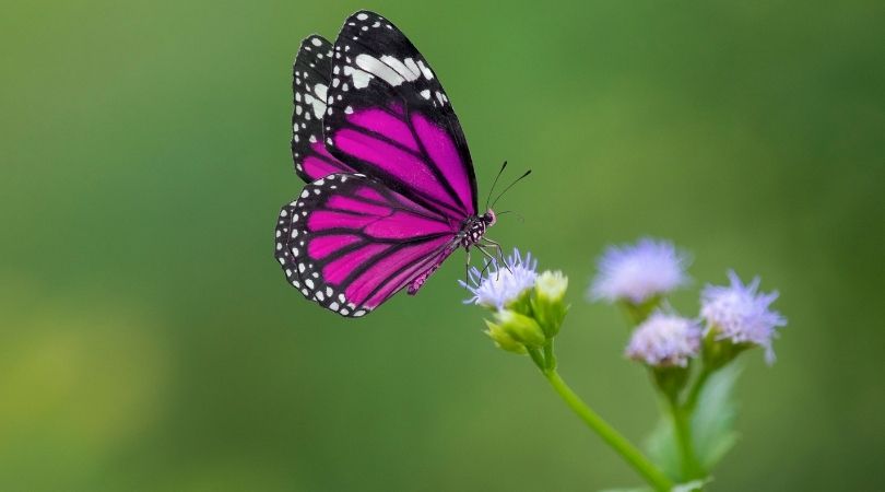Symbol und Bedeutung von Schmetterling