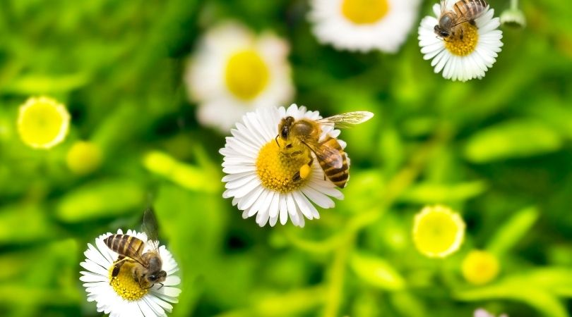 Bienen Symbol und Bedeutung