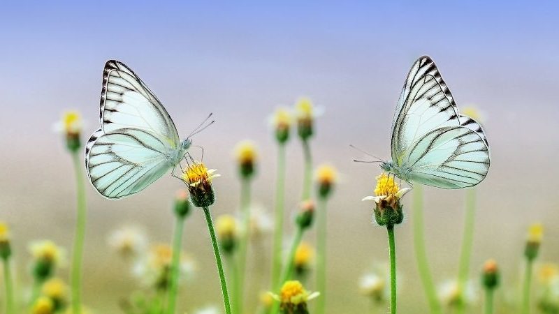 Der Frühling 2021 wird für diese 4 Sternzeichen die romantischste Jahreszeit sein