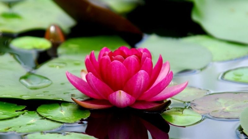 Lotusblume Bedeutung und alle seine Symbole