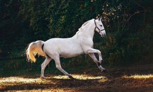 Pferd-Symbolik und Bedeutung