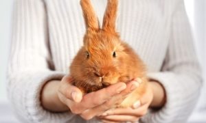 Kaninchensymbolik und die Bedeutung