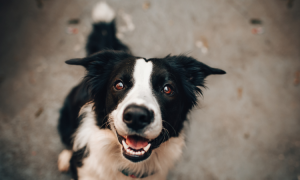 Studien zeigen, dass Hunde „böse“ Menschen erkennen können