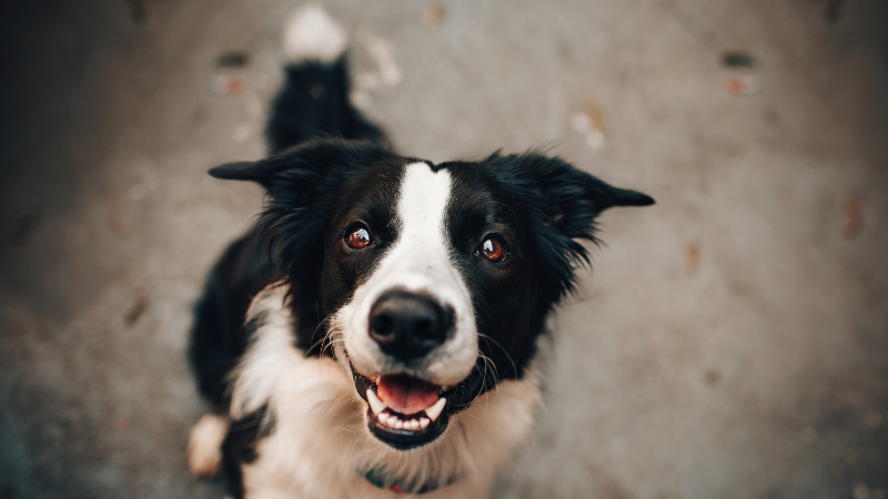 Studien zeigen, dass Hunde „böse“ Menschen erkennen können