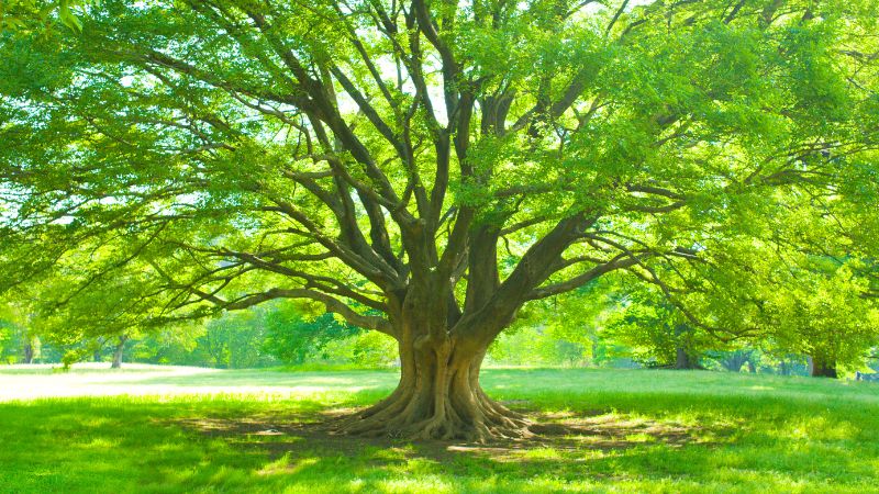 Dein heiliges Baumzeichen laut keltischer Baumastrologie
